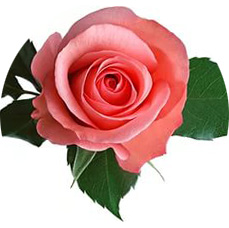 Роза из фоамирана: 3 мастер-класса, 3 красивых розы (фото)