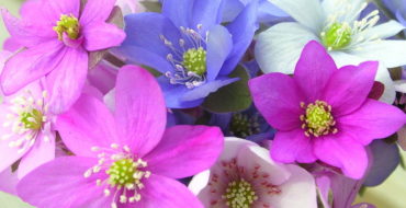 Цветок перелеска из фоамирана, фото