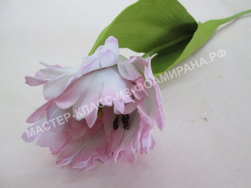 фото махрового тюльпана